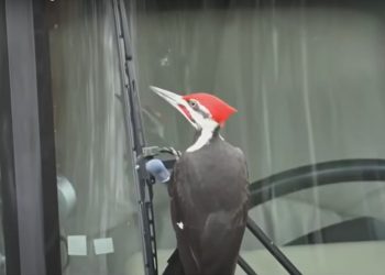 Quand un pic-vert infernal s&rsquo;attaque à 25 voitures dans une ville du Massachusetts… et ce n&rsquo;est pas fini !