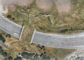 Le plus grand pont pour la faune au monde : une prouesse presque achevée sur 10 voies d&rsquo;autoroute !